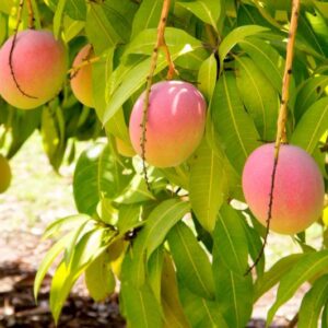 Barmasi Mango