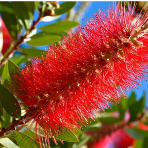 Bottlebrush Tree