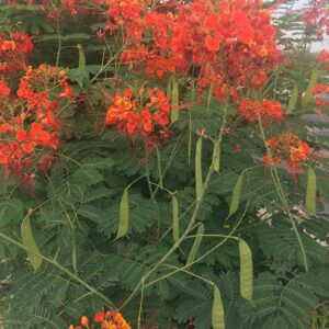 Caesalpinia (Red Peacock Flower)