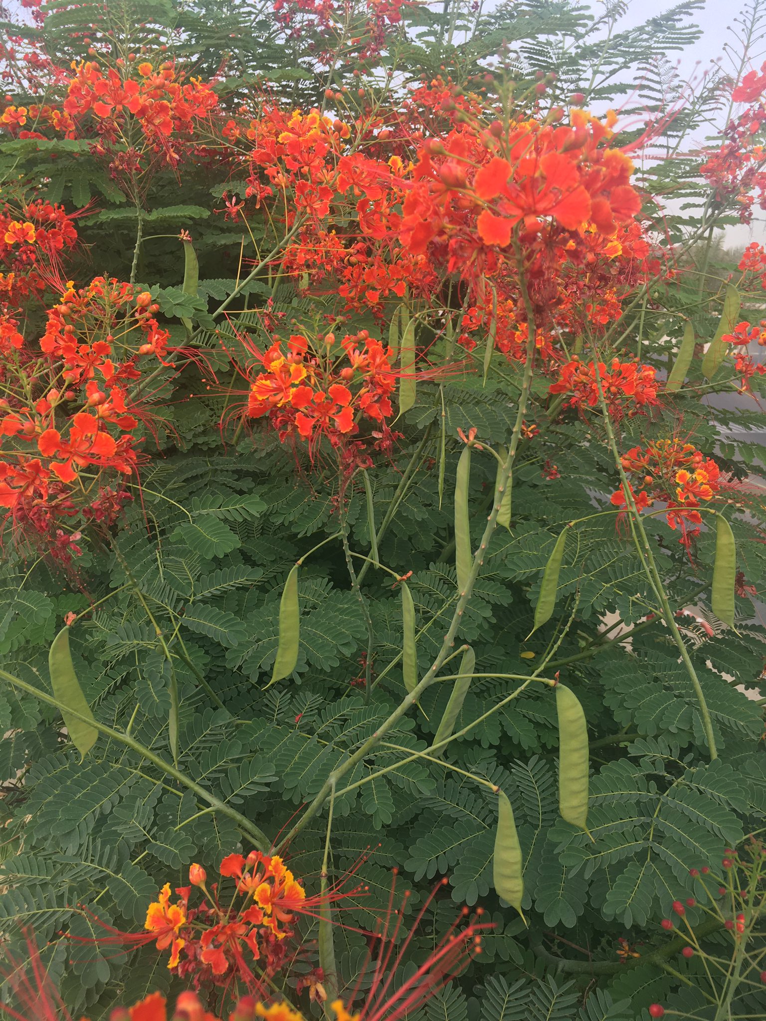 Caesalpinia (Red Peacock Flower) – Zahrat Al Arjwan