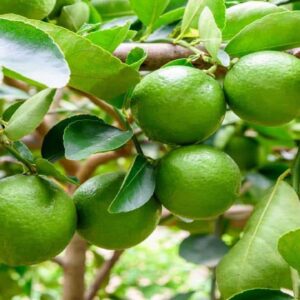 Grafted Ben Zuhair Lemon