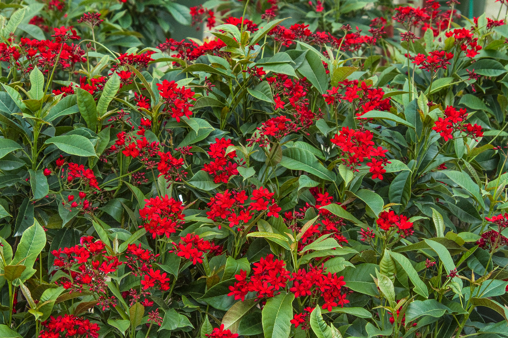 Jatropha
