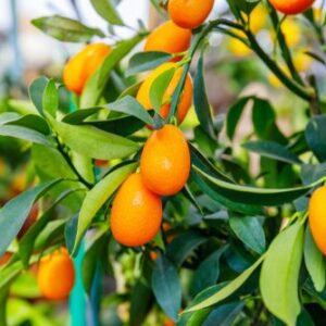 Kumquat
