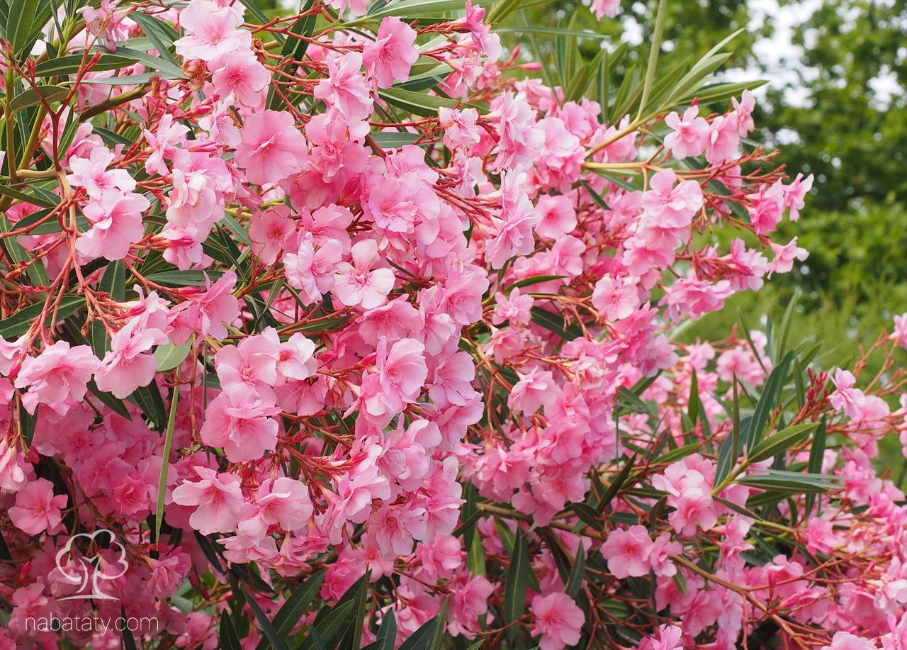 Oleander