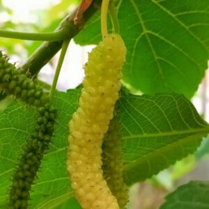 Pakistani Mulberry