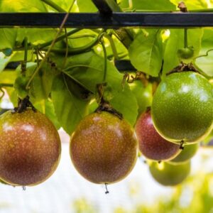 Passion Fruit