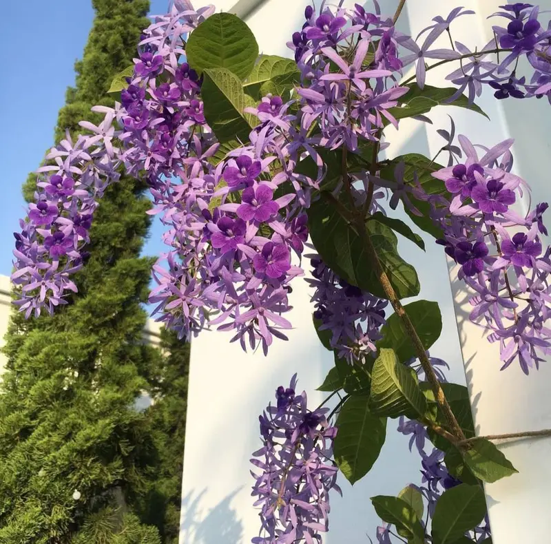 Queen's Wreath (Sandpaper Vine) – Zahrat Al Arjwan