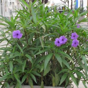 Rulia (Mexican Petunia)