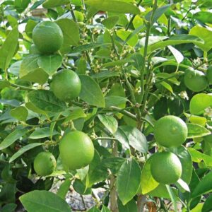 Small Omani Lime Seedling