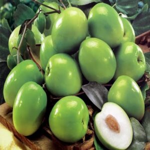 Thai Apple Sidr (Jujube)