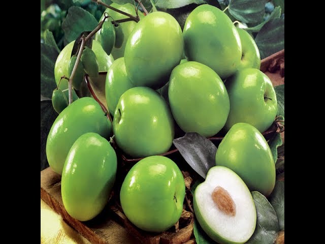 Thai Apple Sidr (Jujube)