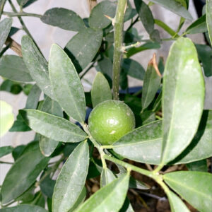 Thai Lime