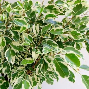 Variegated Ficus
