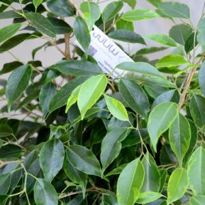 Weeping Fig (Ficus)