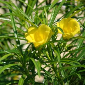 Yellow Oleander (Thevetia)