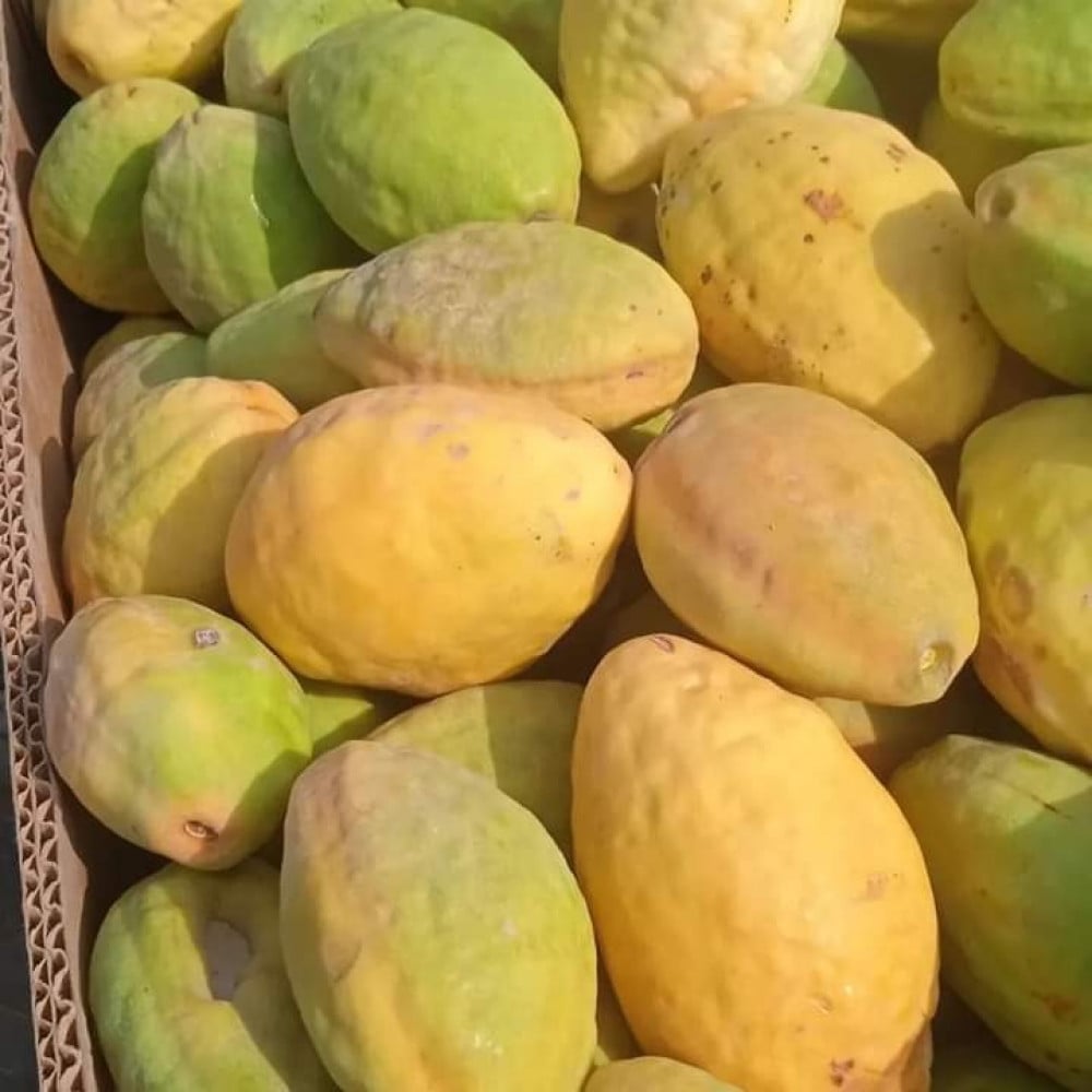 Yellow Tropical Almond (Beedam) – Zahrat Al Arjwan