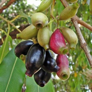 Zam Tree (Boswellia sp.)
