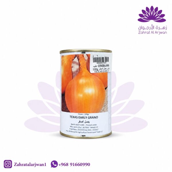 بصل هولندي